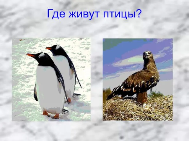 Где живут птицы?