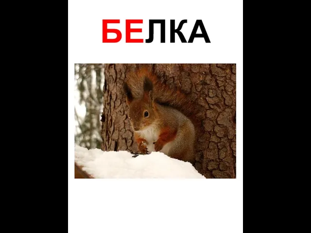 БЕЛКА