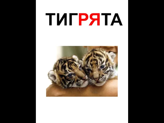 ТИГРЯТА