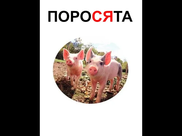 ПОРОСЯТА