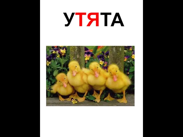 УТЯТА