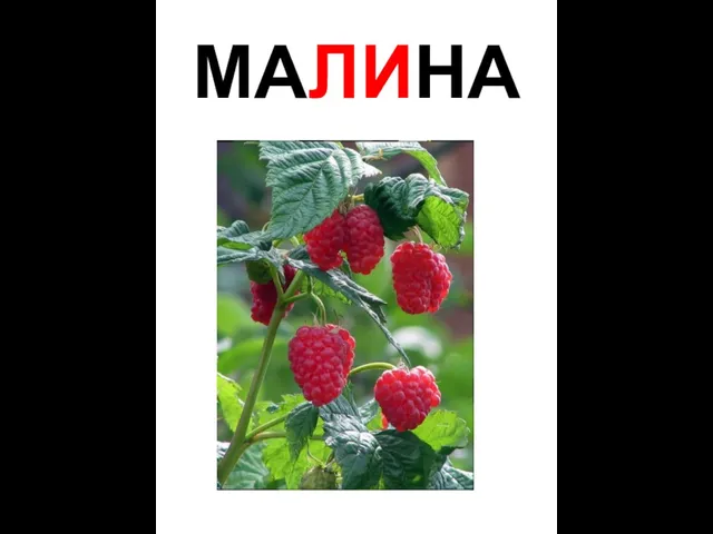 МАЛИНА