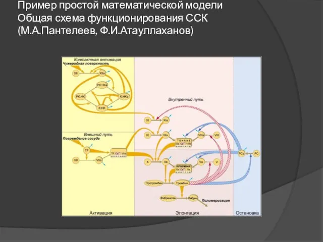 Пример простой математической модели Общая схема функционирования ССК (М.А.Пантелеев, Ф.И.Атауллаханов)