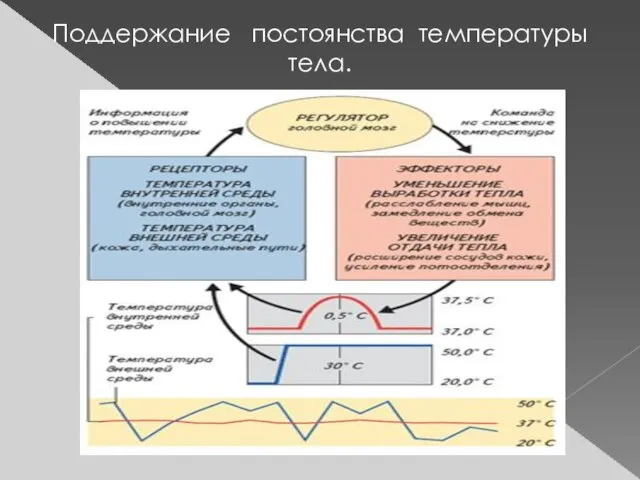 Поддержание постоянства температуры тела.