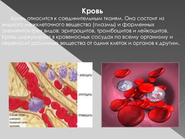 Кровь Кровь относится к соединительным тканям. Она состоит из жидкого межклеточного вещества