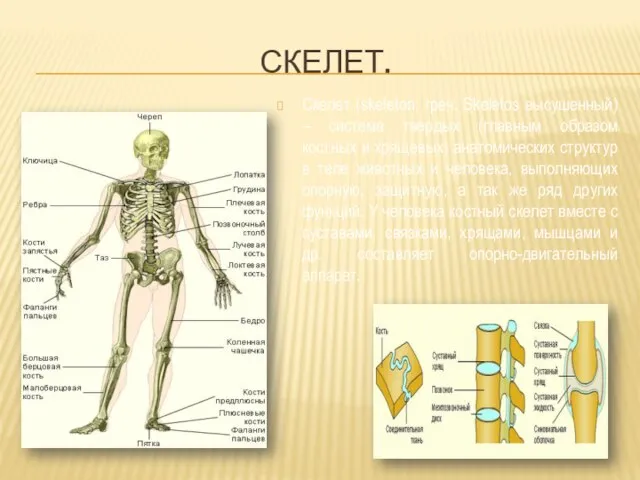 СКЕЛЕТ. Скелет (skeleton; греч. Skeletos высушенный) – система твердых (главным образом костных