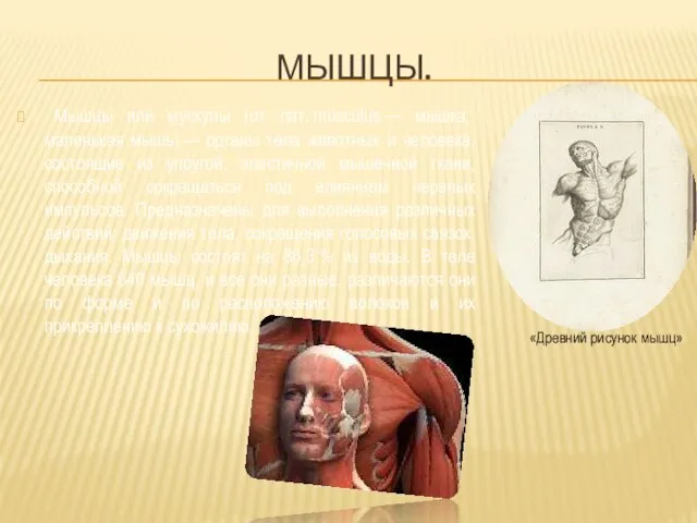 МЫШЦЫ. Мышцы или мускулы (от лат. musculus — мышка, маленькая мышь) —