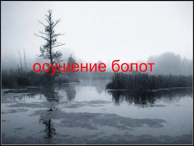 осушение болот