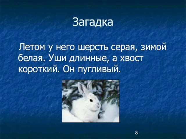 Загадка Летом у него шерсть серая, зимой белая. Уши длинные, а хвост короткий. Он пугливый.