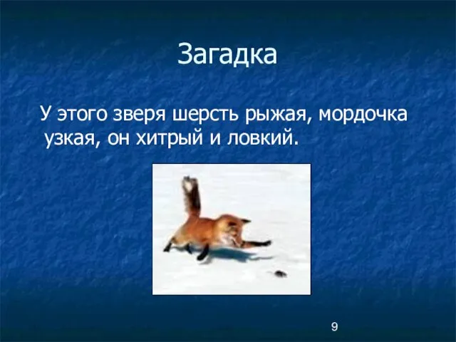 Загадка У этого зверя шерсть рыжая, мордочка узкая, он хитрый и ловкий.