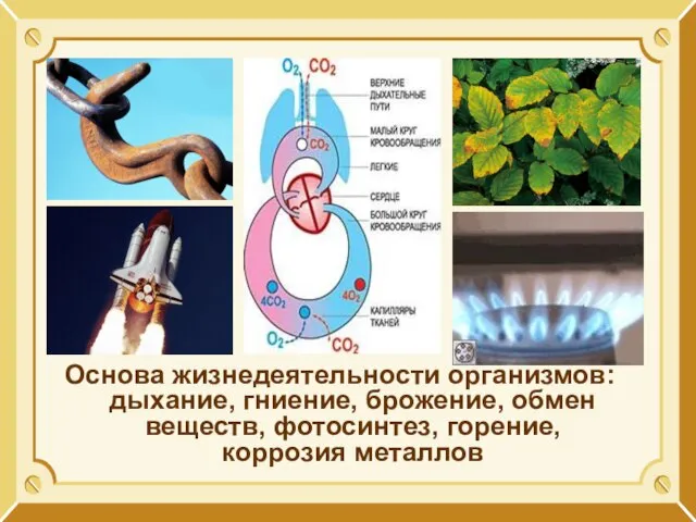 Основа жизнедеятельности организмов: дыхание, гниение, брожение, обмен веществ, фотосинтез, горение, коррозия металлов