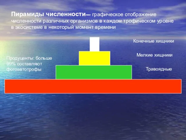 Пирамиды численности- графическое отображение численности различных организмов в каждом трофическом уровне в