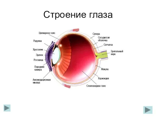 Строение глаза