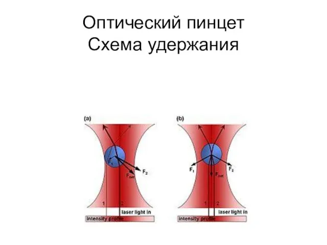 Оптический пинцет Схема удержания