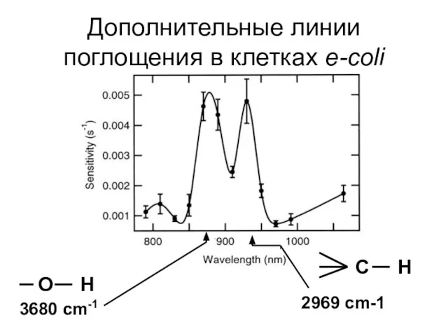 Дополнительные линии поглощения в клетках e-coli C H O H 3680 cm-1 2969 cm-1