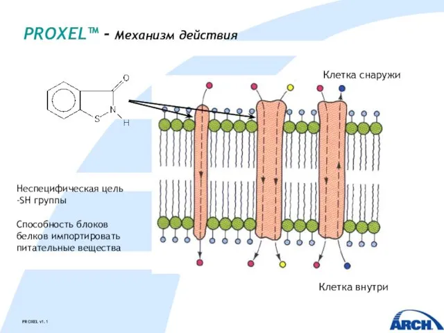 PROXEL™ - Механизм действия Клетка снаружи Клетка внутри Неспецифическая цель -SH группы