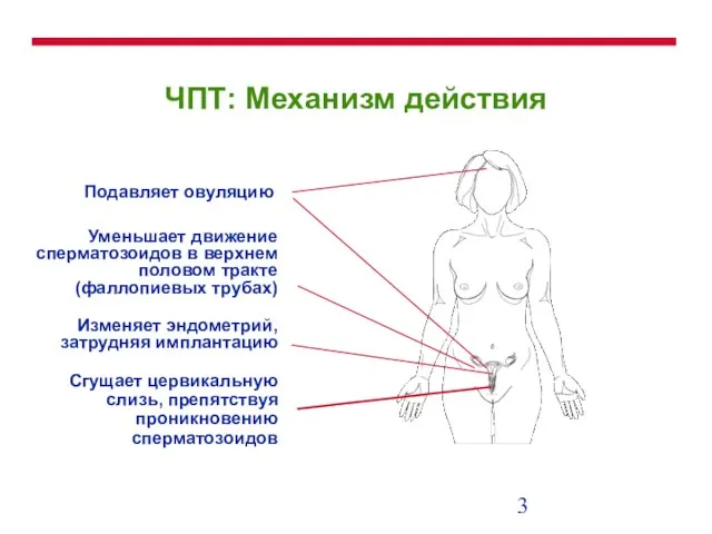 ЧПТ: Механизм действия Подавляет овуляцию Изменяет эндометрий, затрудняя имплантацию Сгущает цервикальную слизь,