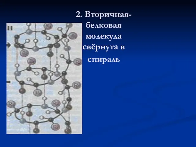 2. Вторичная- белковая молекула свёрнута в спираль