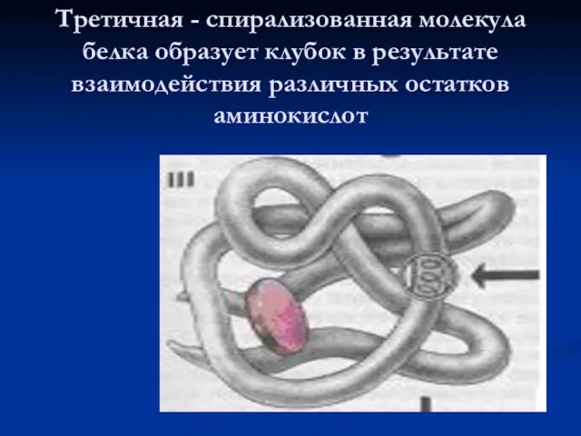 Третичная - спирализованная молекула белка образует клубок в результате взаимодействия различных остатков аминокислот