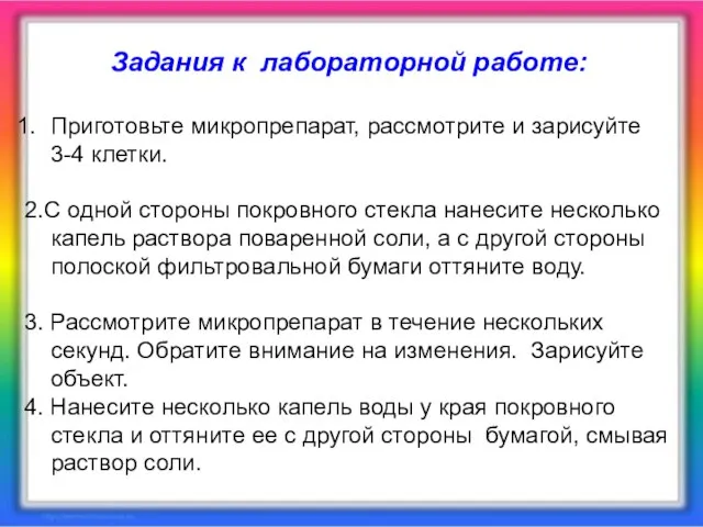 Задания к лабораторной работе: Приготовьте микропрепарат, рассмотрите и зарисуйте 3-4 клетки. 2.С