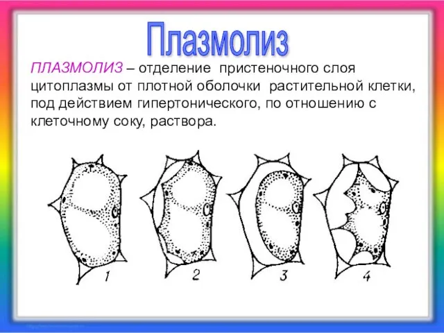 ПЛАЗМОЛИЗ – отделение пристеночного слоя цитоплазмы от плотной оболочки растительной клетки, под