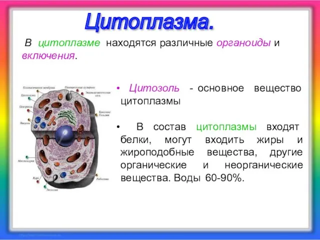 Цитозоль - основное вещество цитоплазмы В состав цитоплазмы входят белки, могут входить