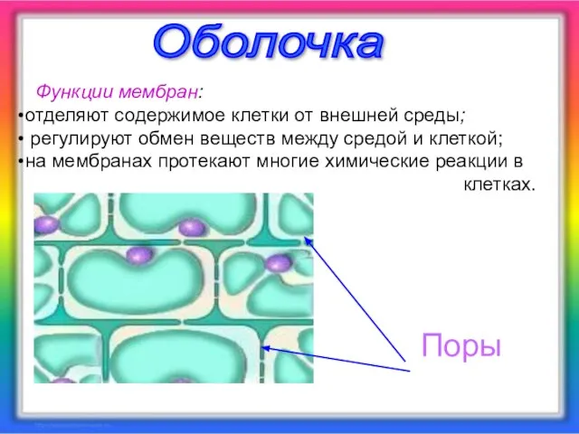 Поры Оболочка Поры Функции мембран: отделяют содержимое клетки от внешней среды; регулируют