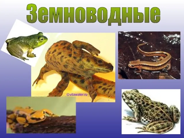 Земноводные