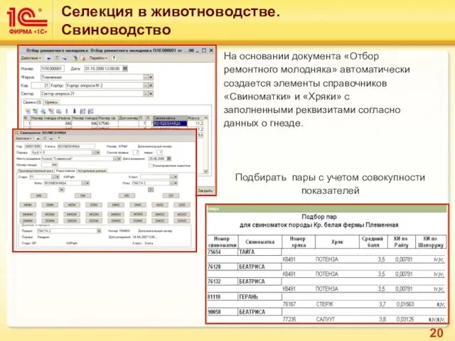 На основании документа «Отбор ремонтного молодняка» автоматически создается элементы справочников «Свиноматки» и