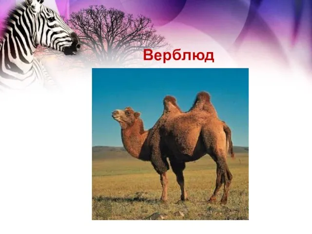 Верблюд