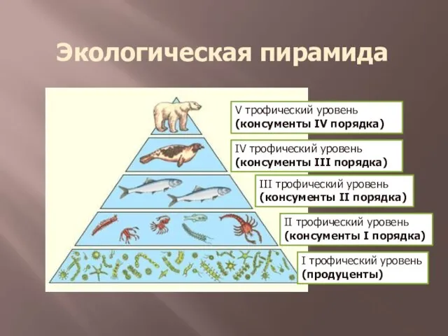 Экологическая пирамида I трофический уровень (продуценты) II трофический уровень (консументы I порядка)