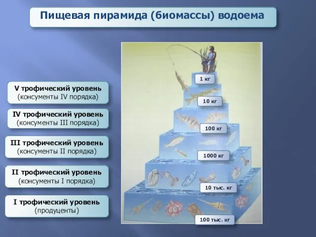 Пищевая пирамида (биомассы) водоема I трофический уровень (продуценты) II трофический уровень (консументы