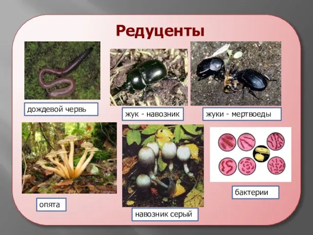 Редуценты бактерии дождевой червь опята навозник серый жуки - мертвоеды жук - навозник