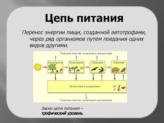 Цепь питания Перенос энергии пищи, созданной автотрофами, через ряд организмов путем поедания