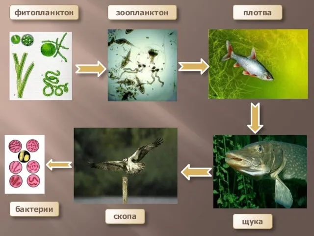 фитопланктон зоопланктон плотва щука скопа бактерии