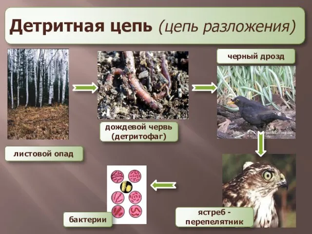 Детритная цепь (цепь разложения) листовой опад дождевой червь (детритофаг) черный дрозд ястреб - перепелятник бактерии