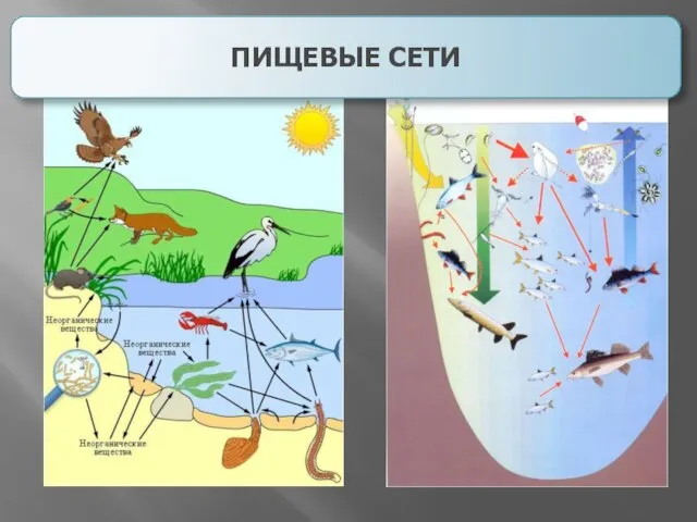 ПИЩЕВЫЕ СЕТИ