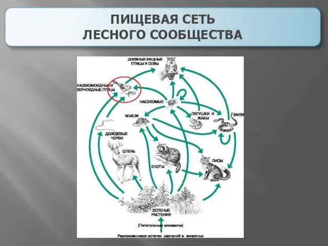 ПИЩЕВАЯ СЕТЬ ЛЕСНОГО СООБЩЕСТВА