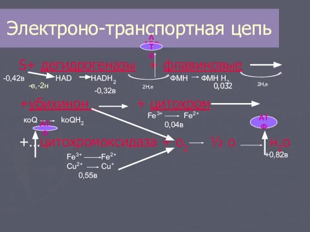 Электроно-транспортная цепь S+ дегидрогеназы + флавиновые +убихинон + цитохром +…цитохромоксидаза + о2