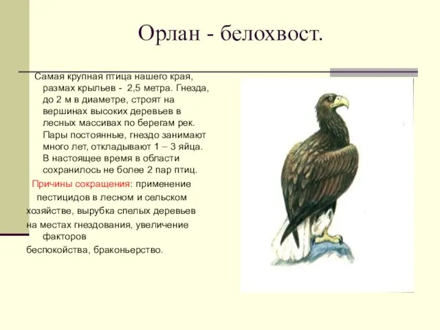 Орлан - белохвост. Самая крупная птица нашего края, размах крыльев - 2,5