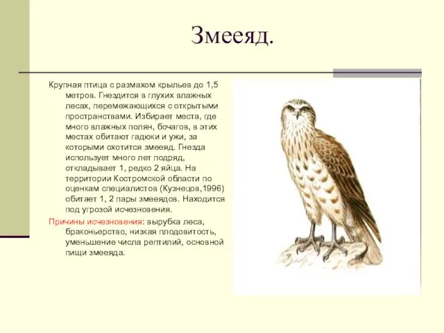 Змееяд. Крупная птица с размахом крыльев до 1,5 метров. Гнездится в глухих