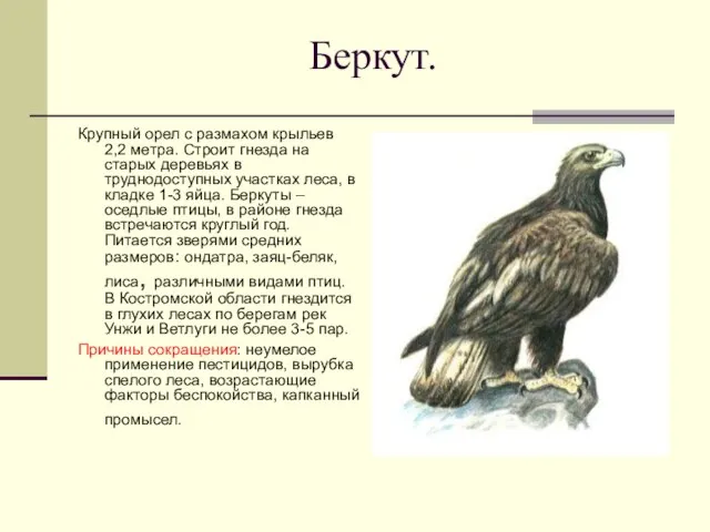 Беркут. Крупный орел с размахом крыльев 2,2 метра. Строит гнезда на старых