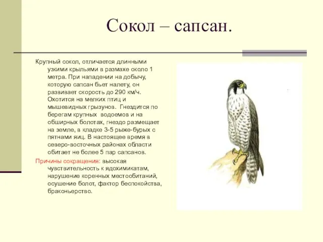 Сокол – сапсан. Крупный сокол, отличается длинными узкими крыльями в размахе около