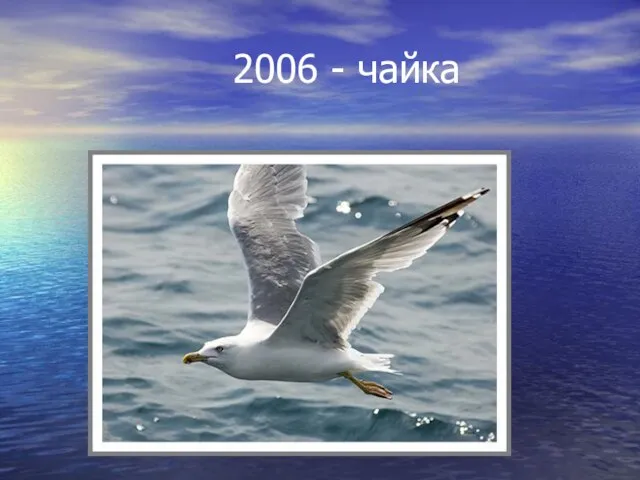 2006 - чайка