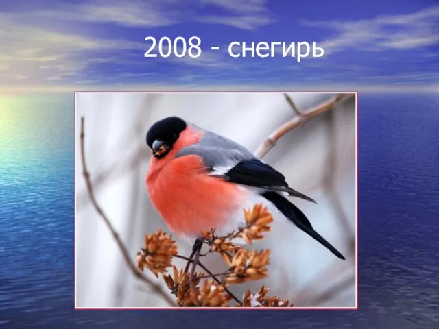 2008 - снегирь