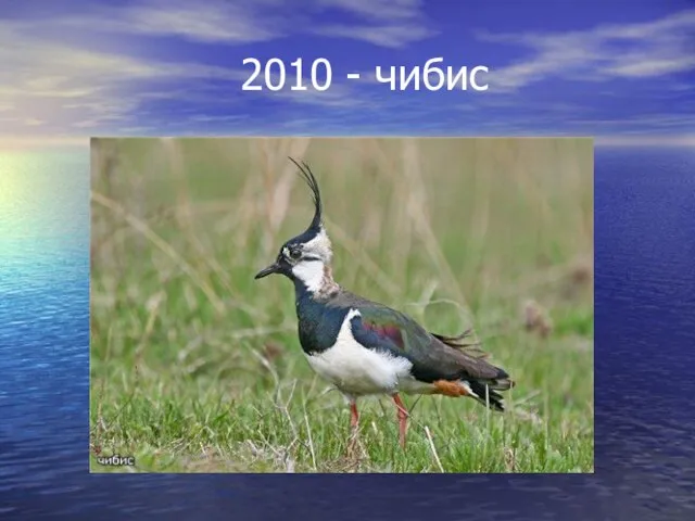 2010 - чибис