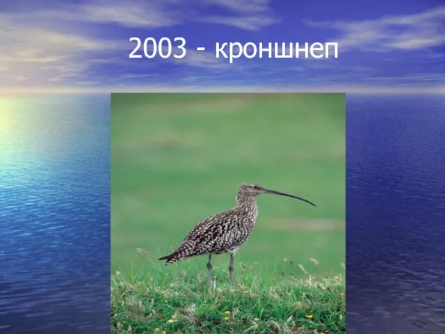 2003 - кроншнеп