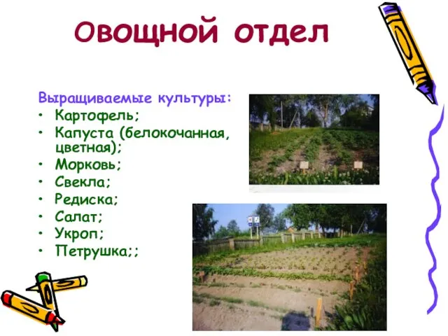 Овощной отдел Выращиваемые культуры: Картофель; Капуста (белокочанная, цветная); Морковь; Свекла; Редиска; Салат; Укроп; Петрушка;;