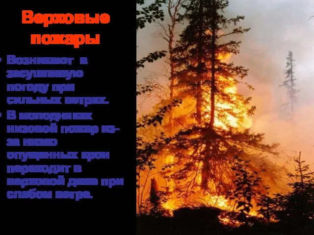 Верховые пожары Возникают в засушливую погоду при сильных ветрах. В молодняках низовой