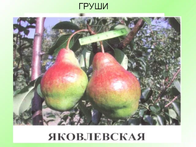 ГРУШИ